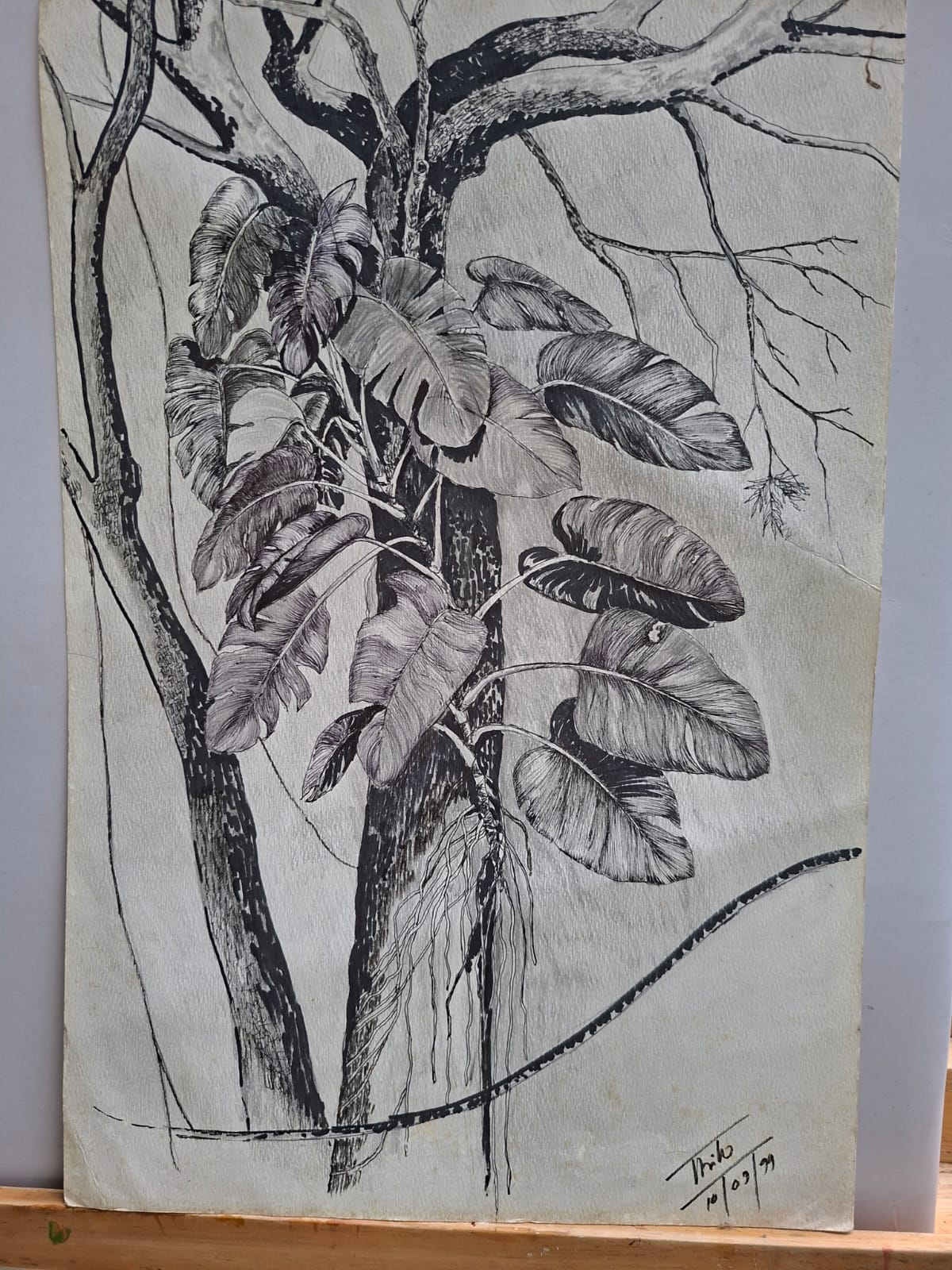 Pen and ink drawing of banana leaves from 1999